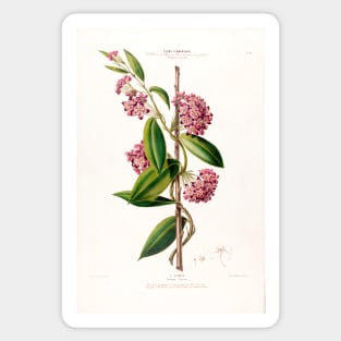 Hoya carnosa - botanical illustration Sticker